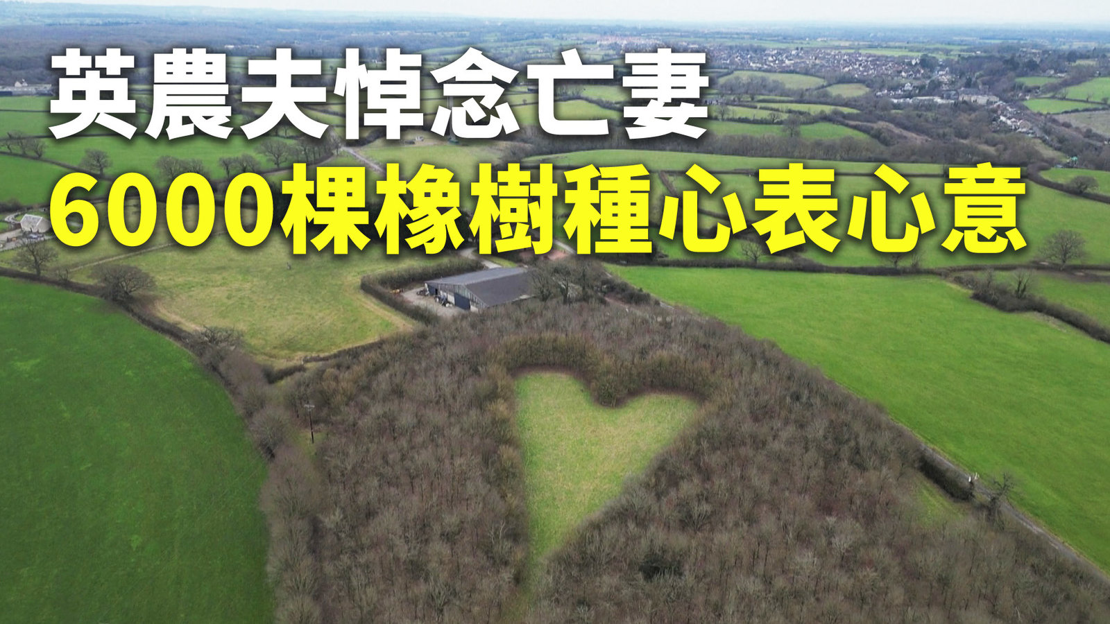 英農夫悼念亡妻 6000棵橡樹種心表心意