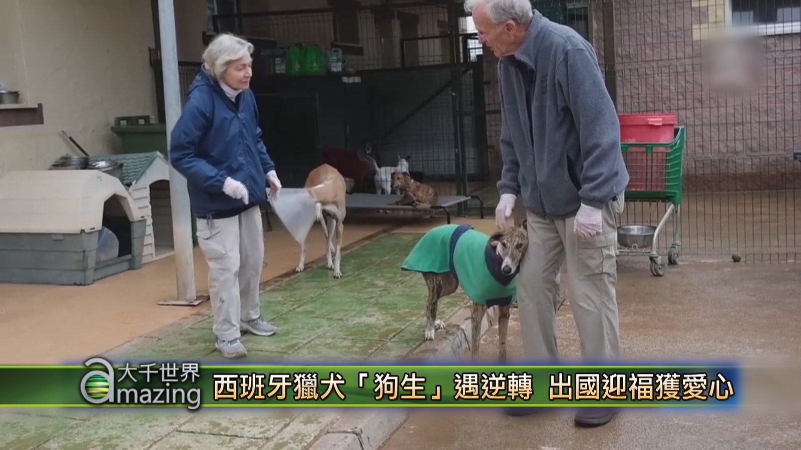 西班牙獵犬「狗生」遇逆轉 出國迎福獲愛心