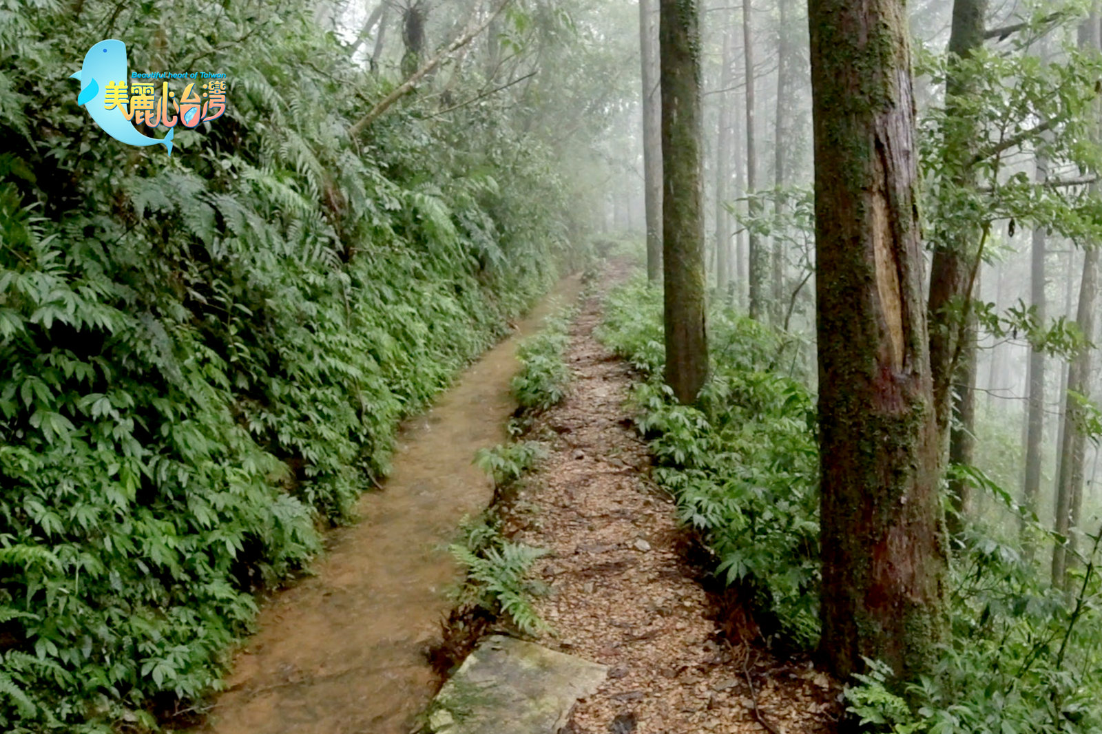 【宜蘭員山鄉】雙連埤古水圳工作假期|環境保護|美麗心台灣(407)