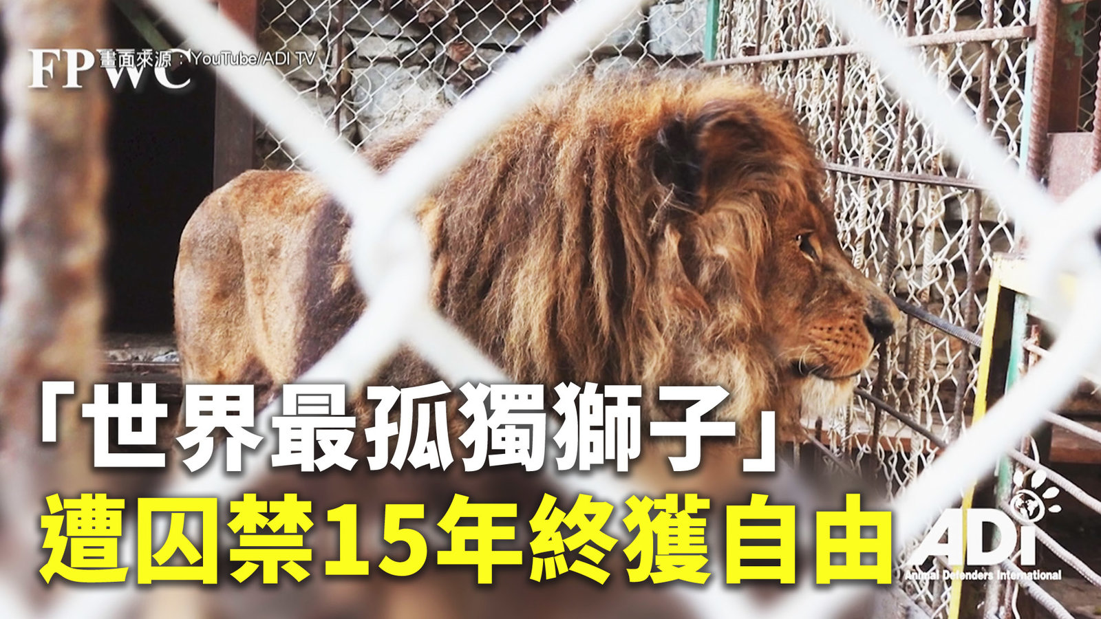 「世界最孤獨獅子」遭囚禁15年終獲自由