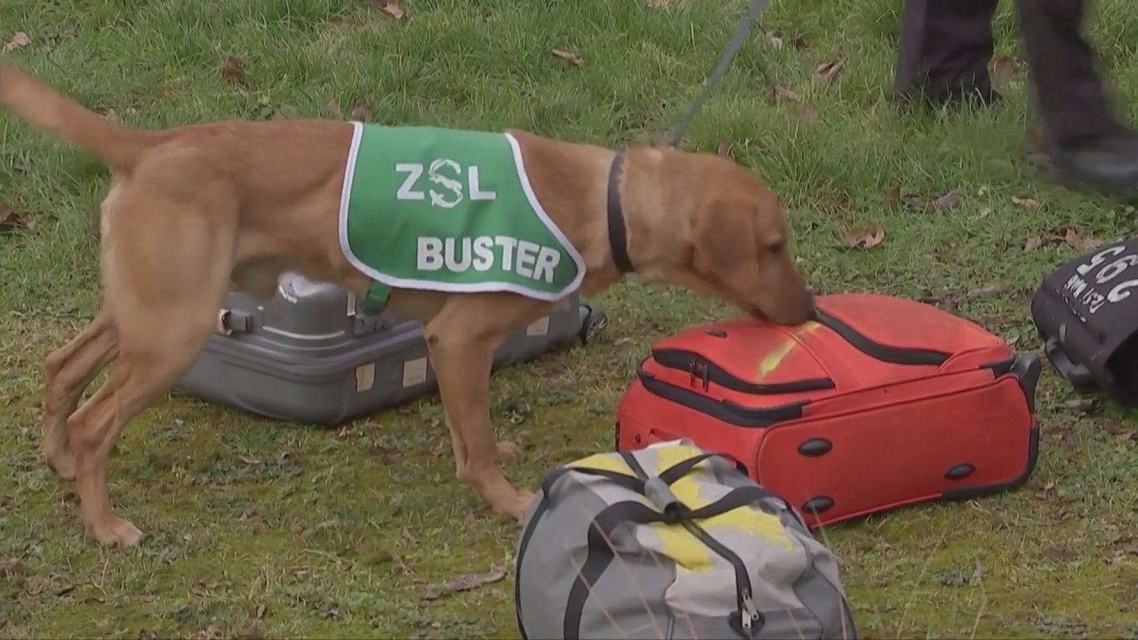 英國犬在泰國找到工作 營救倖存穿山甲