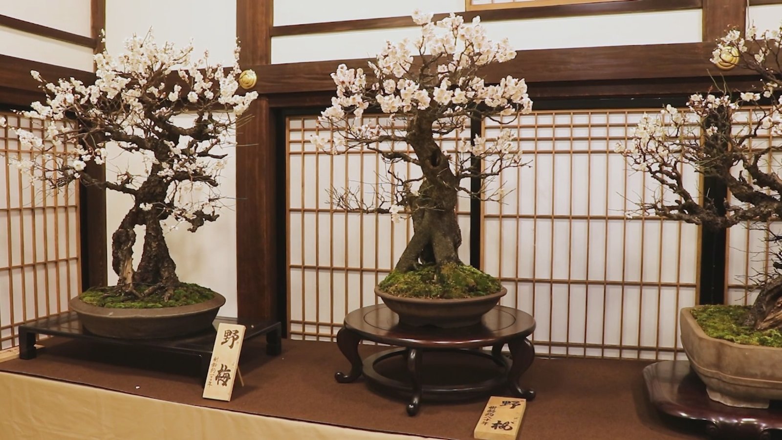 大阪天滿宮初春開展 盆梅 刀劍同聚一堂