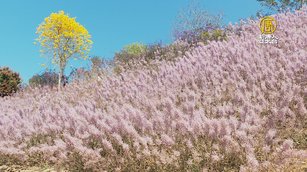 網紅打卡 小村麝香木林意外成熱門景點