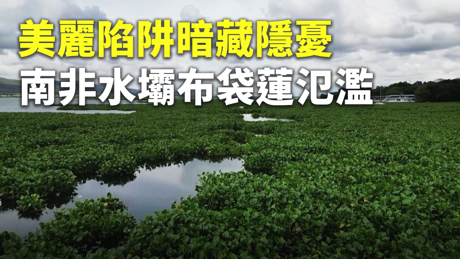 美麗陷阱暗藏隱憂 南非水壩布袋蓮氾濫