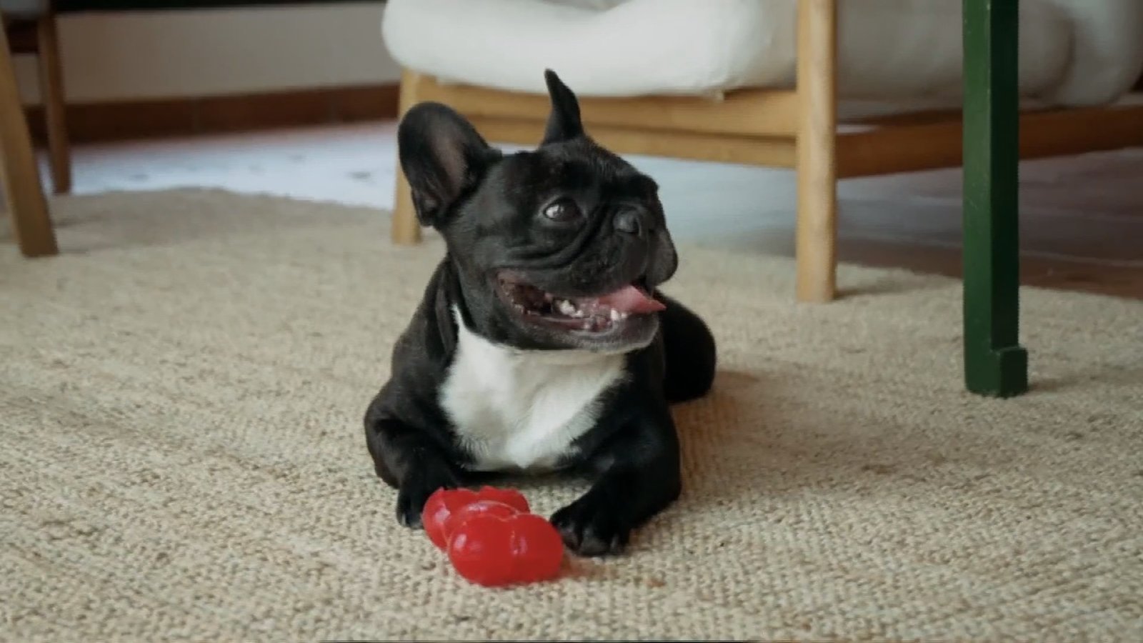 擊敗拉布拉多 法國鬥牛犬榮登美國人最愛