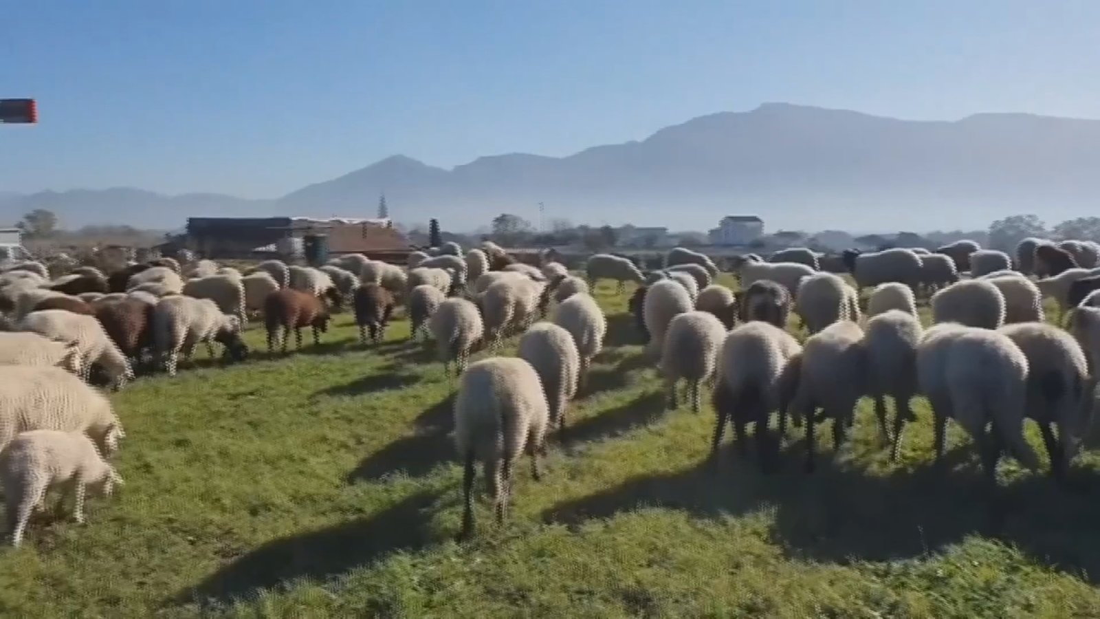 創意又吸睛 萌羊大軍保護龐貝古城遺蹟