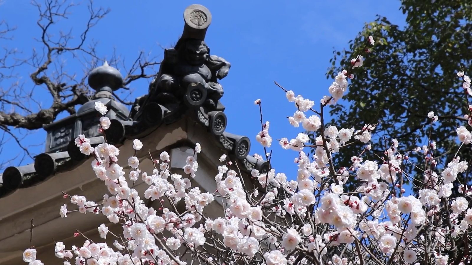 大阪道明寺天滿宮梅花節 滿園香氣四溢