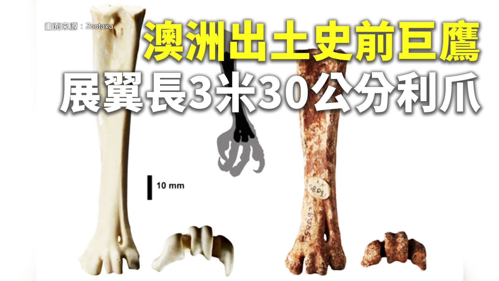 澳洲出土史前巨鷹 展翼長3米30公分利爪