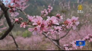 武陵農場正值桃花盛開 浪漫氛圍春意濃