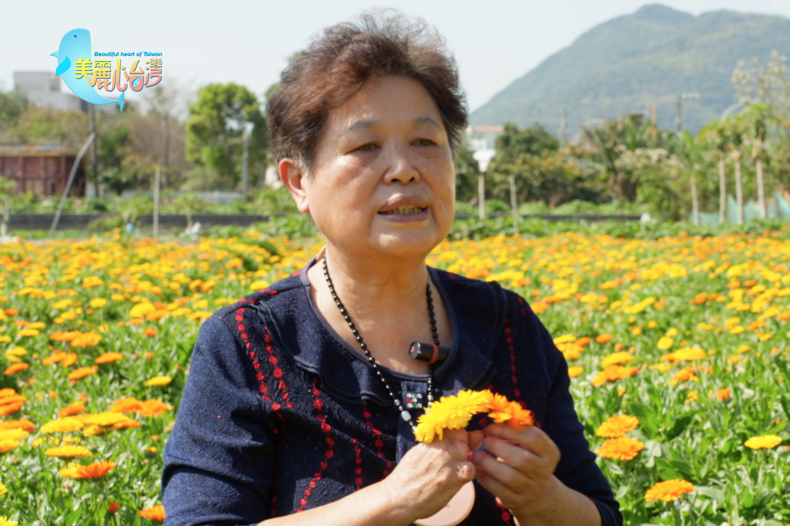 【花蓮吉安+南投埔里】金盞花+有機蔬食食舖|有機無毒|美麗心台灣(411)