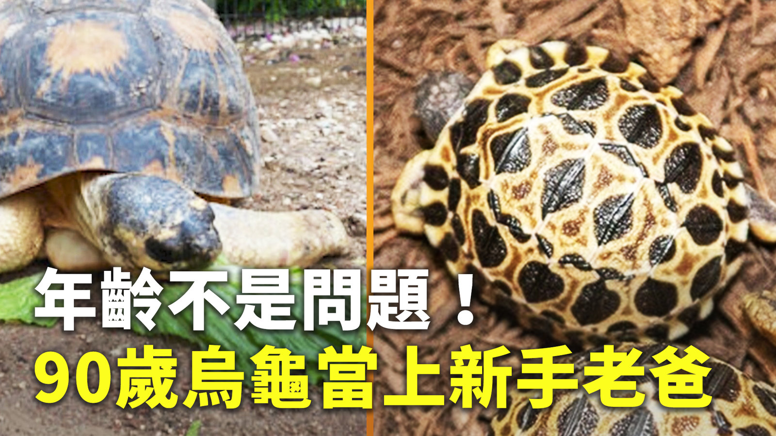 年齡不是問題! 90歲烏龜當上新手老爸