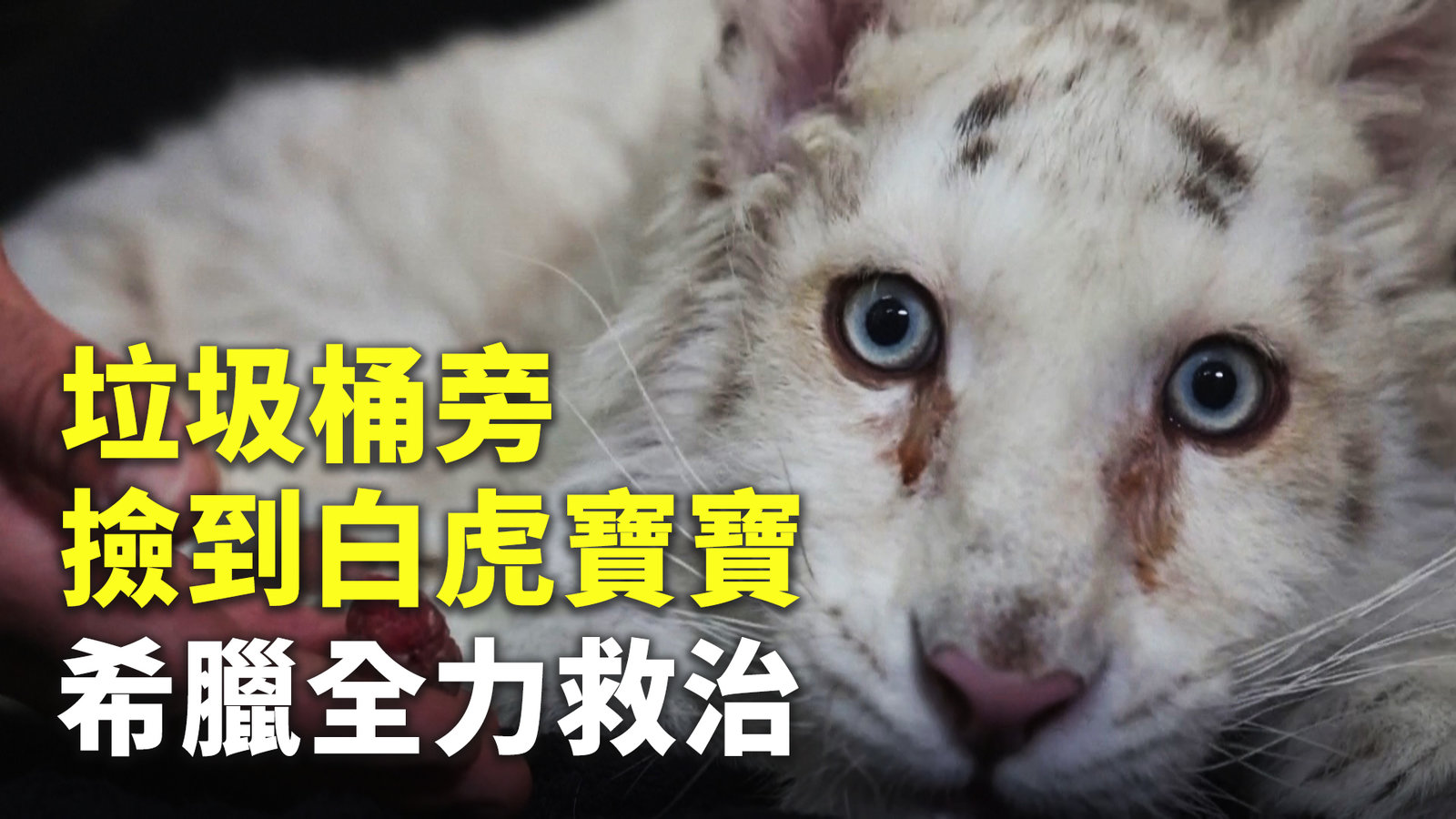 垃圾桶旁撿到白虎寶寶 希臘全力救治