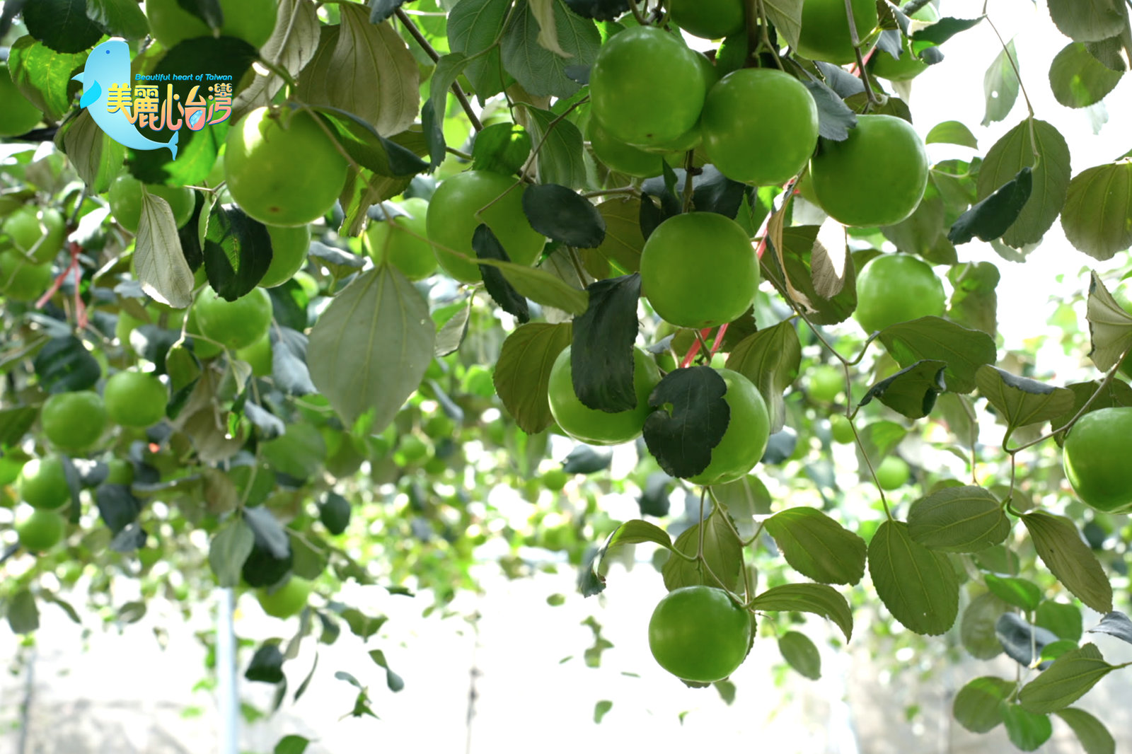 【嘉義大林+屏東九如】大林無毒草莓+珍蜜棗|用心的產業|美麗心台灣(412)