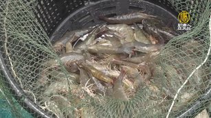 產地食魚體驗 翁章梁與民眾抓鰻魚、收白蝦