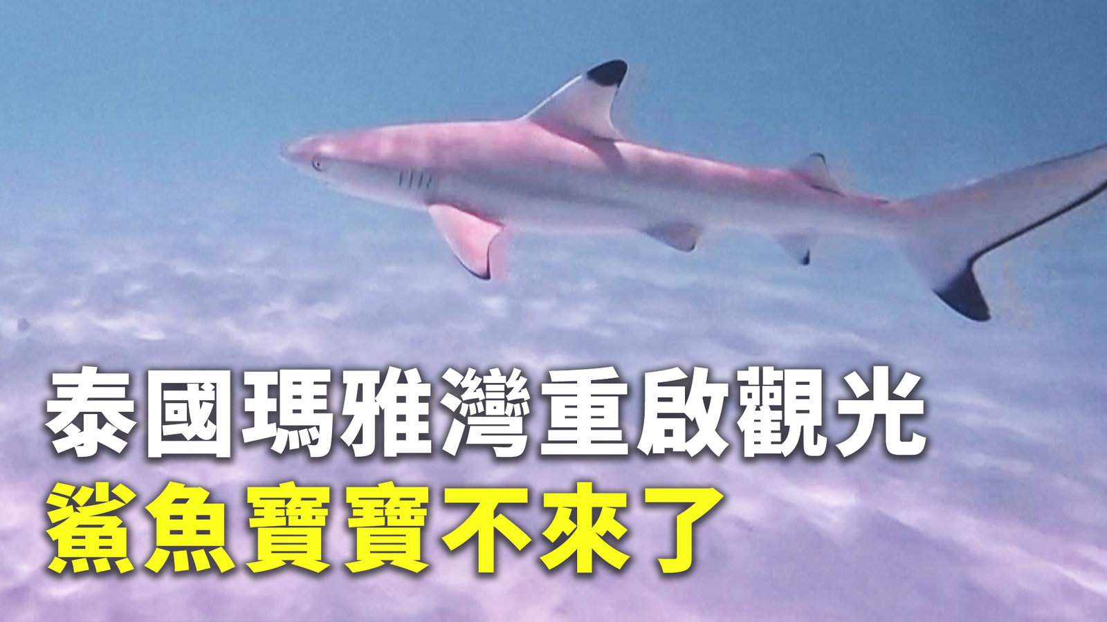 泰國瑪雅灣重啟觀光 鯊魚寶寶不來了