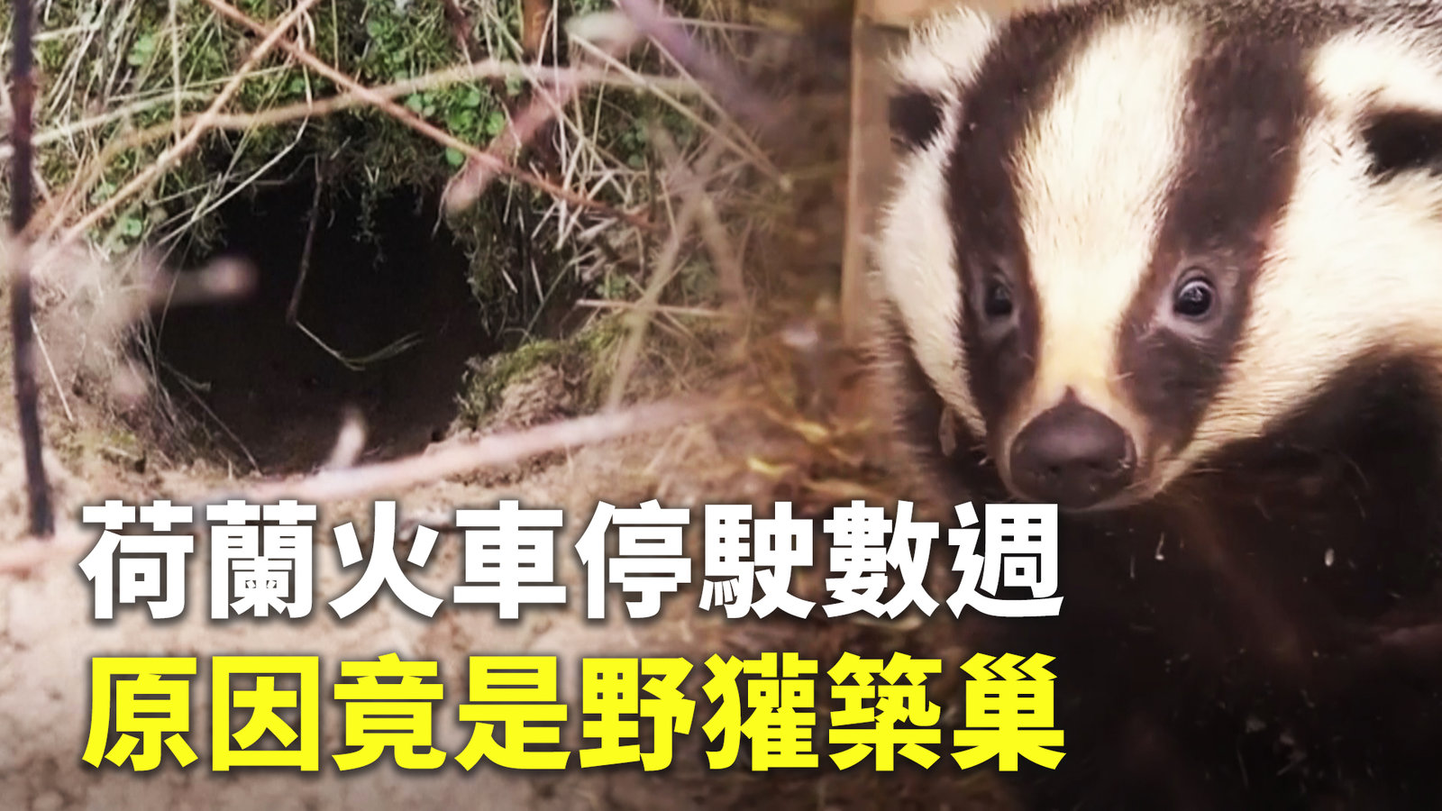 荷蘭火車停駛數週 原因竟是野獾築巢