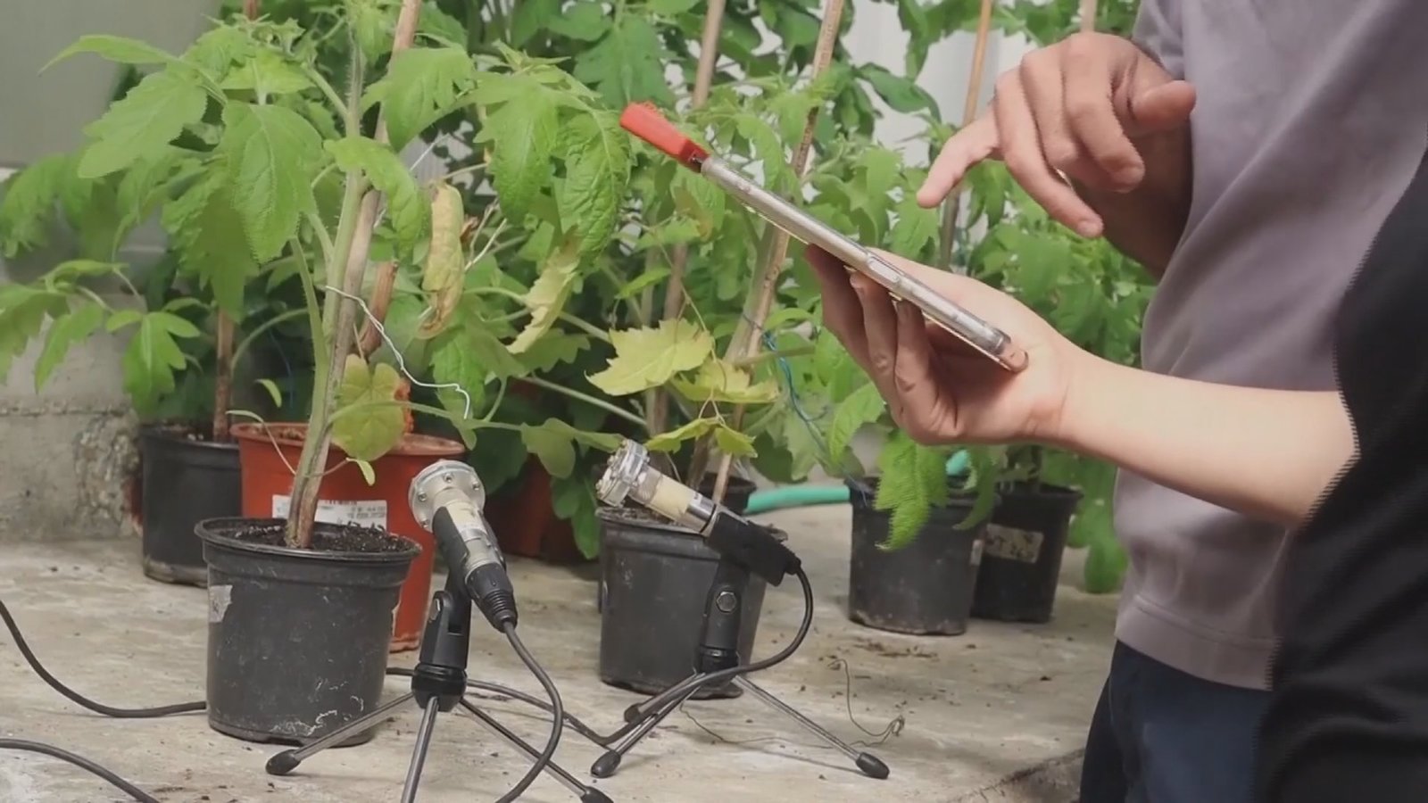 植物會說話!聲音首次公開快來聽