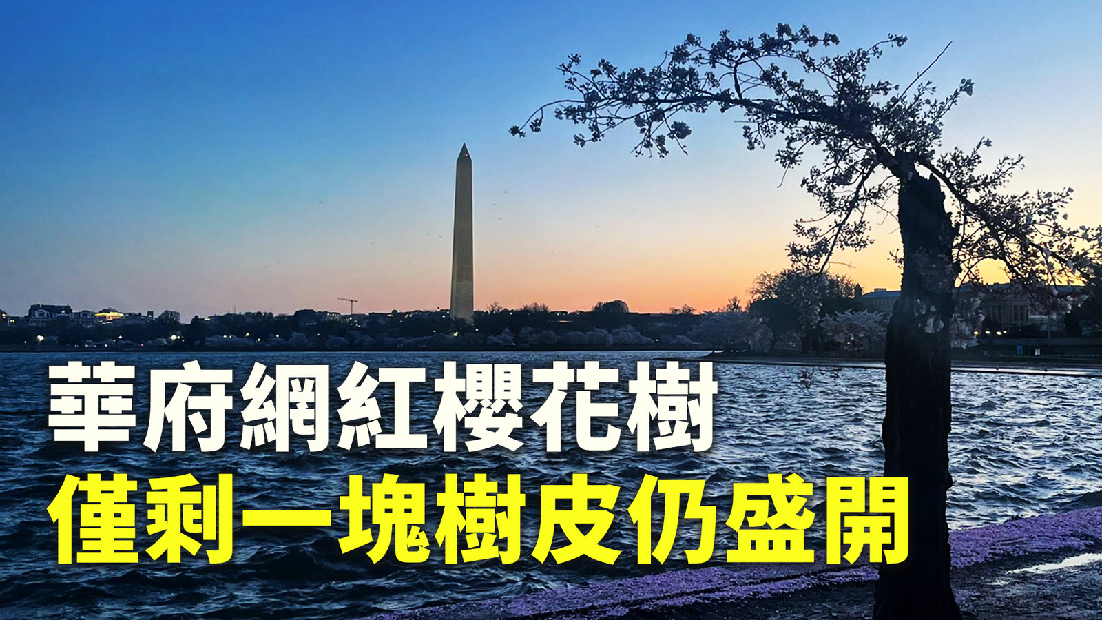 華府網紅櫻花樹 僅剩一塊樹皮仍盛開