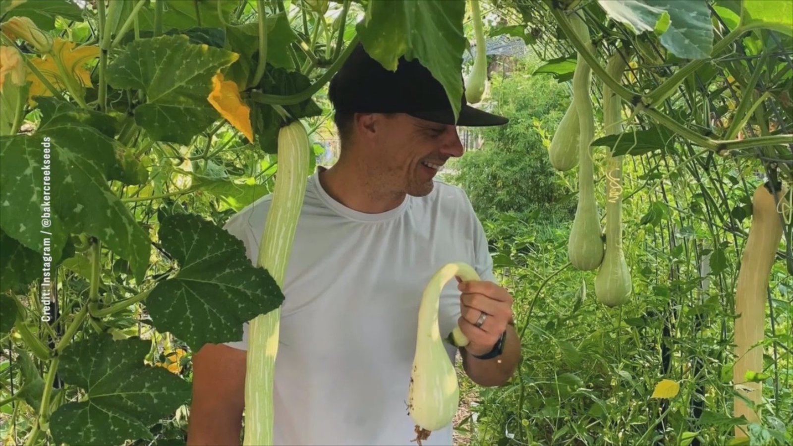 男人愛種菜 經營世界稀有種子受青睞