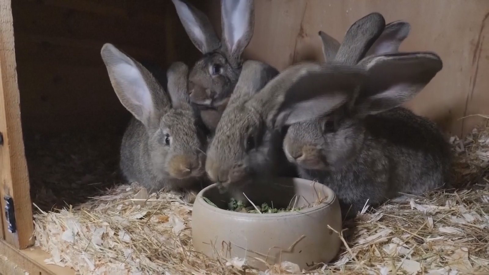 巨兔體型堪比中型犬 歐洲掀起飼養潮