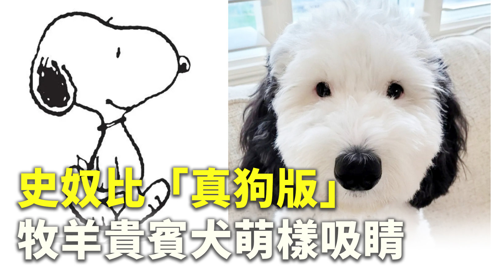 史奴比「真狗版」牧羊貴賓犬萌樣吸睛