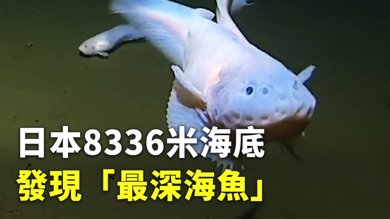 日本8336米海底發現「最深海魚」