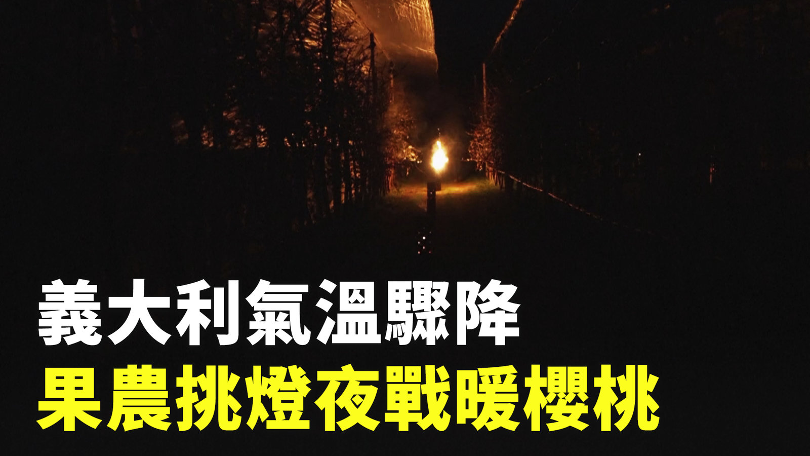 義大利氣溫驟降 果農挑燈夜戰暖櫻桃