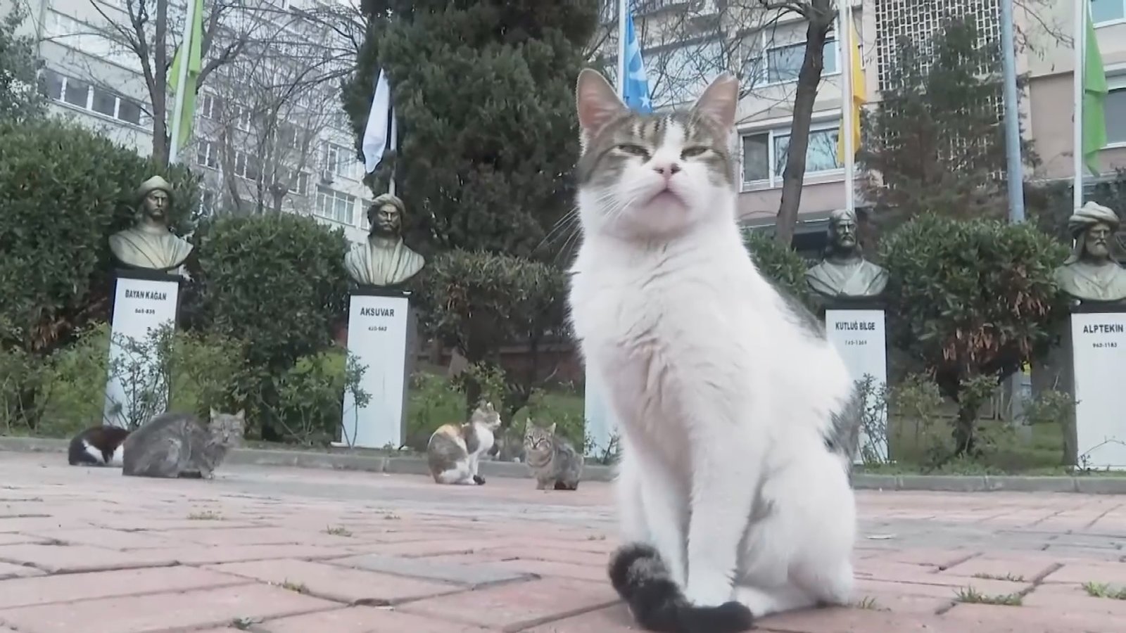 土耳其伊斯坦堡 流浪貓狗的人間天堂