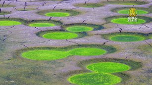 魚塭有綠眼睛?台灣鯛築巢小洞長出青綠藻