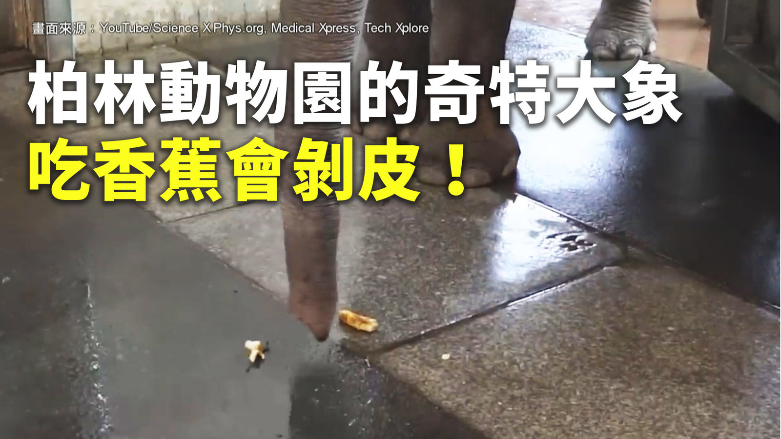 柏林動物園的奇特大象 吃香蕉會剝皮!