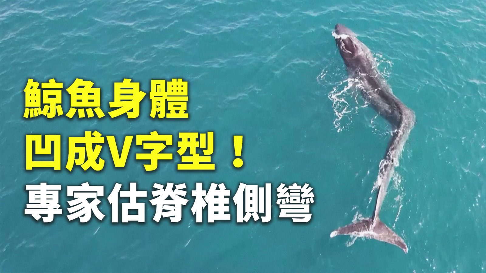 鯨魚身體凹成V字型!專家估脊椎側彎
