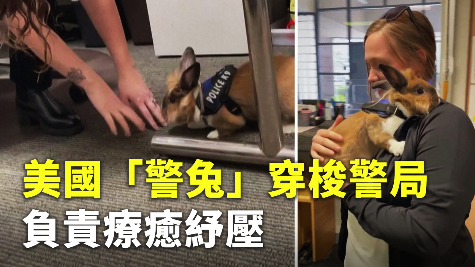 美國「警兔」穿梭警局 負責療癒紓壓