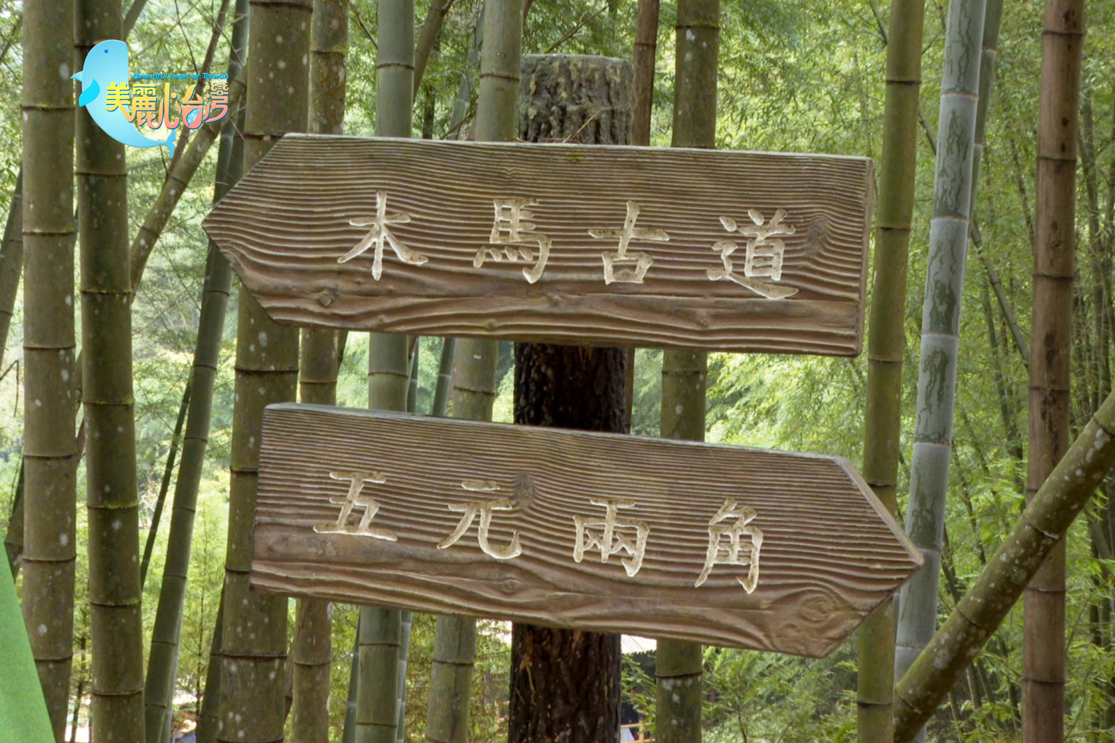 【雲林古坑】台灣山楂+石壁香糖+冬筍春筍|有機無毒|美麗心台灣(415)