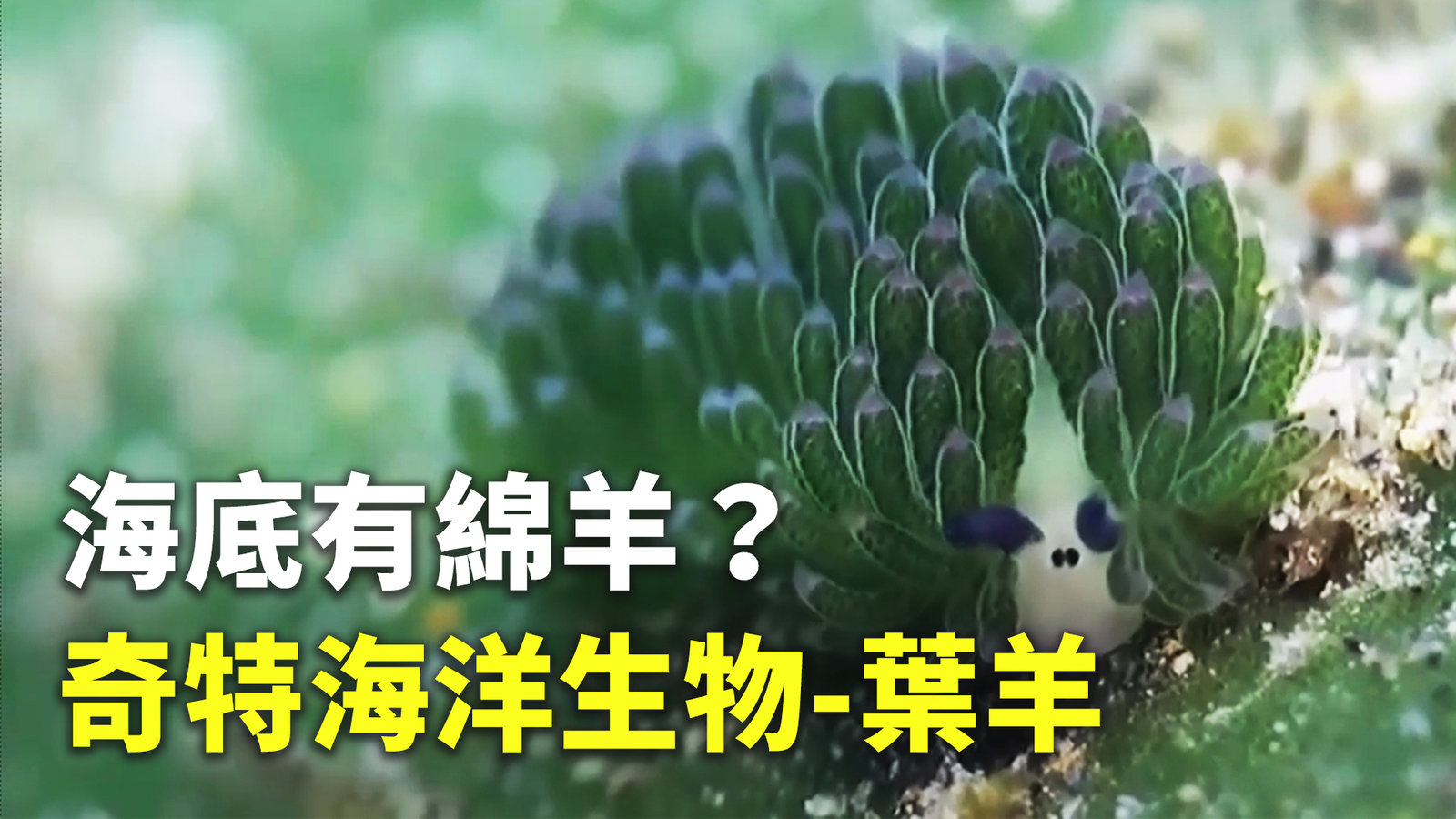 海底有綿羊?奇特海洋生物--葉羊