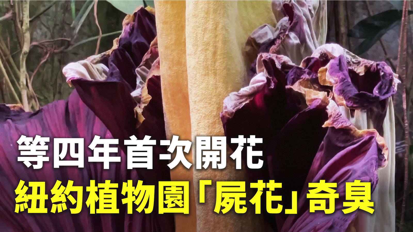 等四年首次開花 紐約植物園「屍花」奇臭