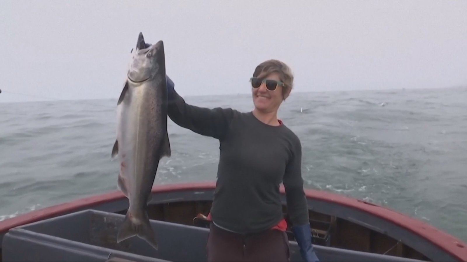 美西海岸或禁釣帝王鮭 漁獲產業受衝擊