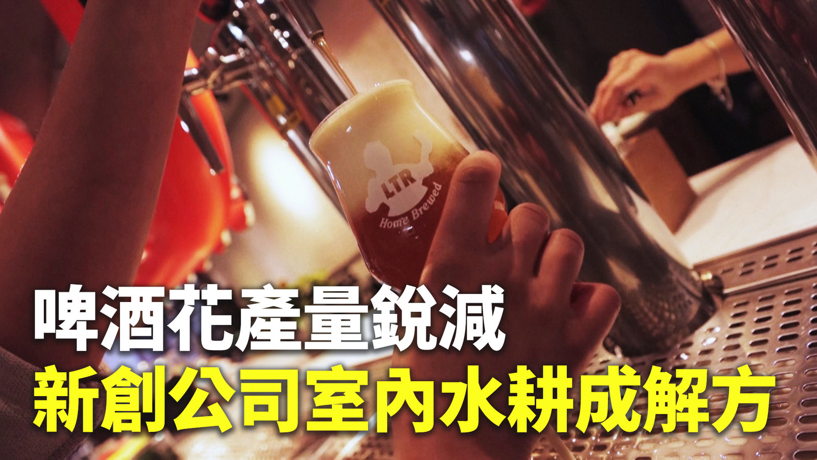 啤酒花產量銳減 新創公司室內水耕成解方