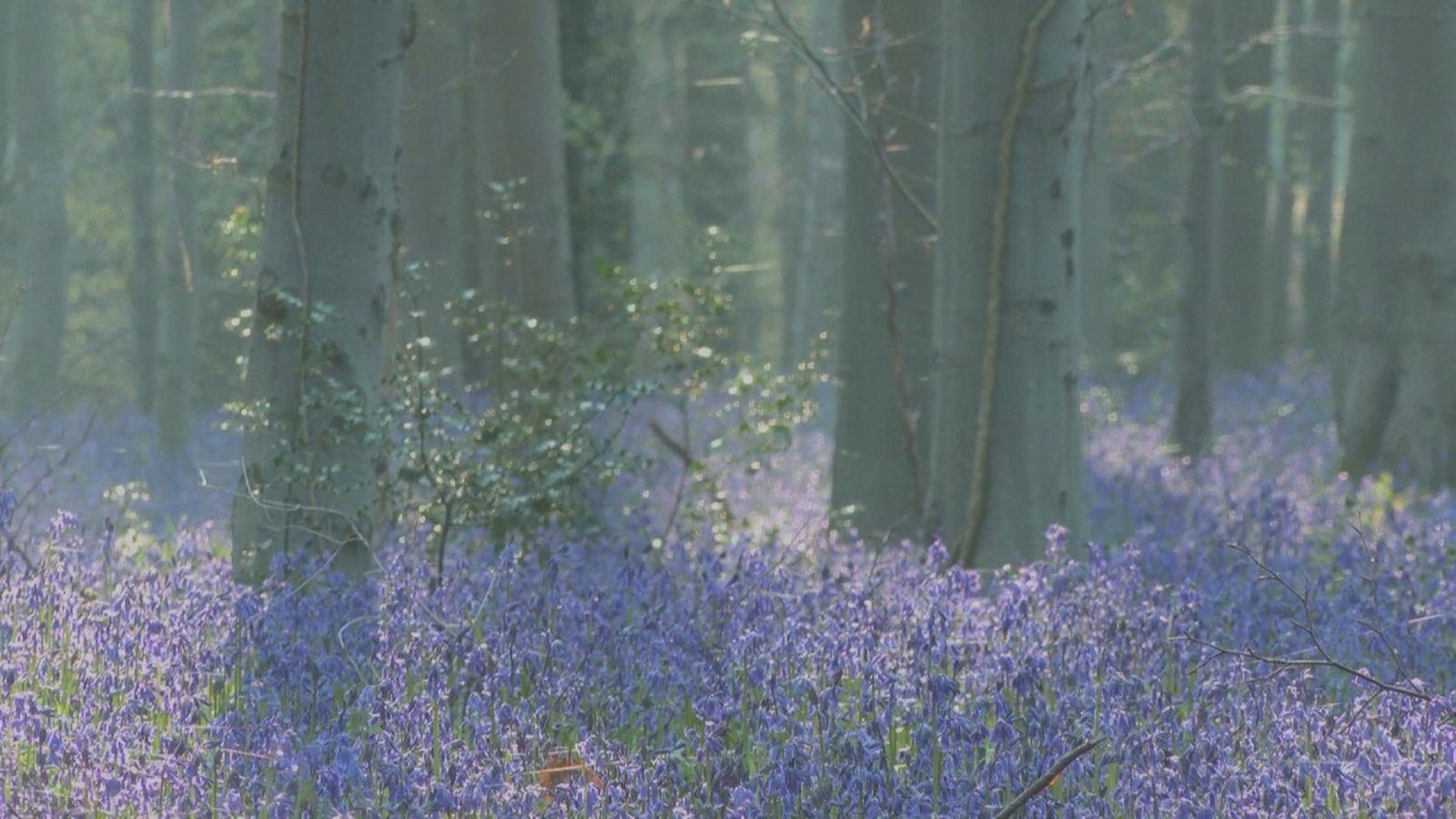 比利時森林舖藍色花毯 美得讓小鹿也窒息