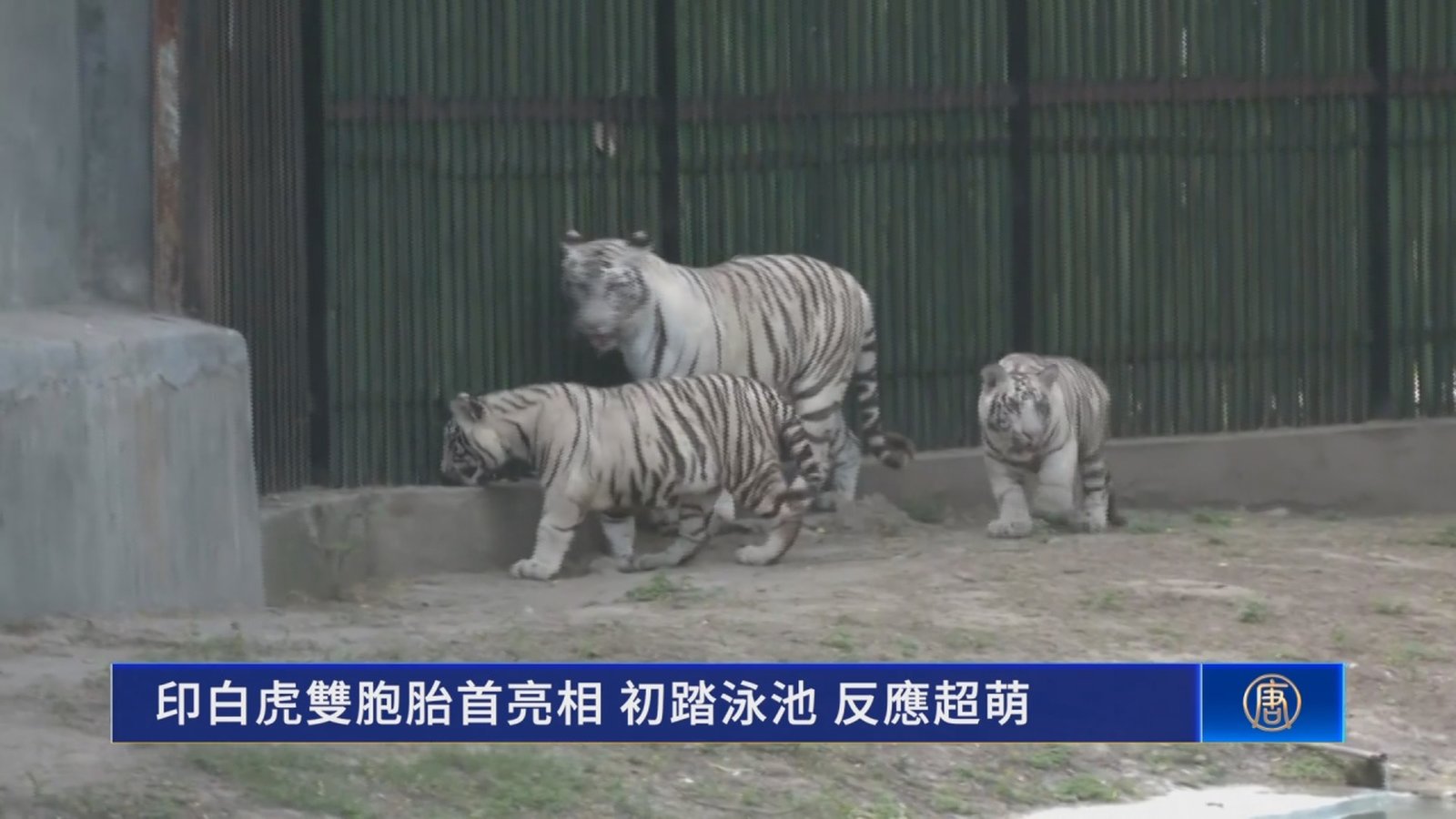 印白虎雙胞胎首亮相 初踏泳池 反應超萌