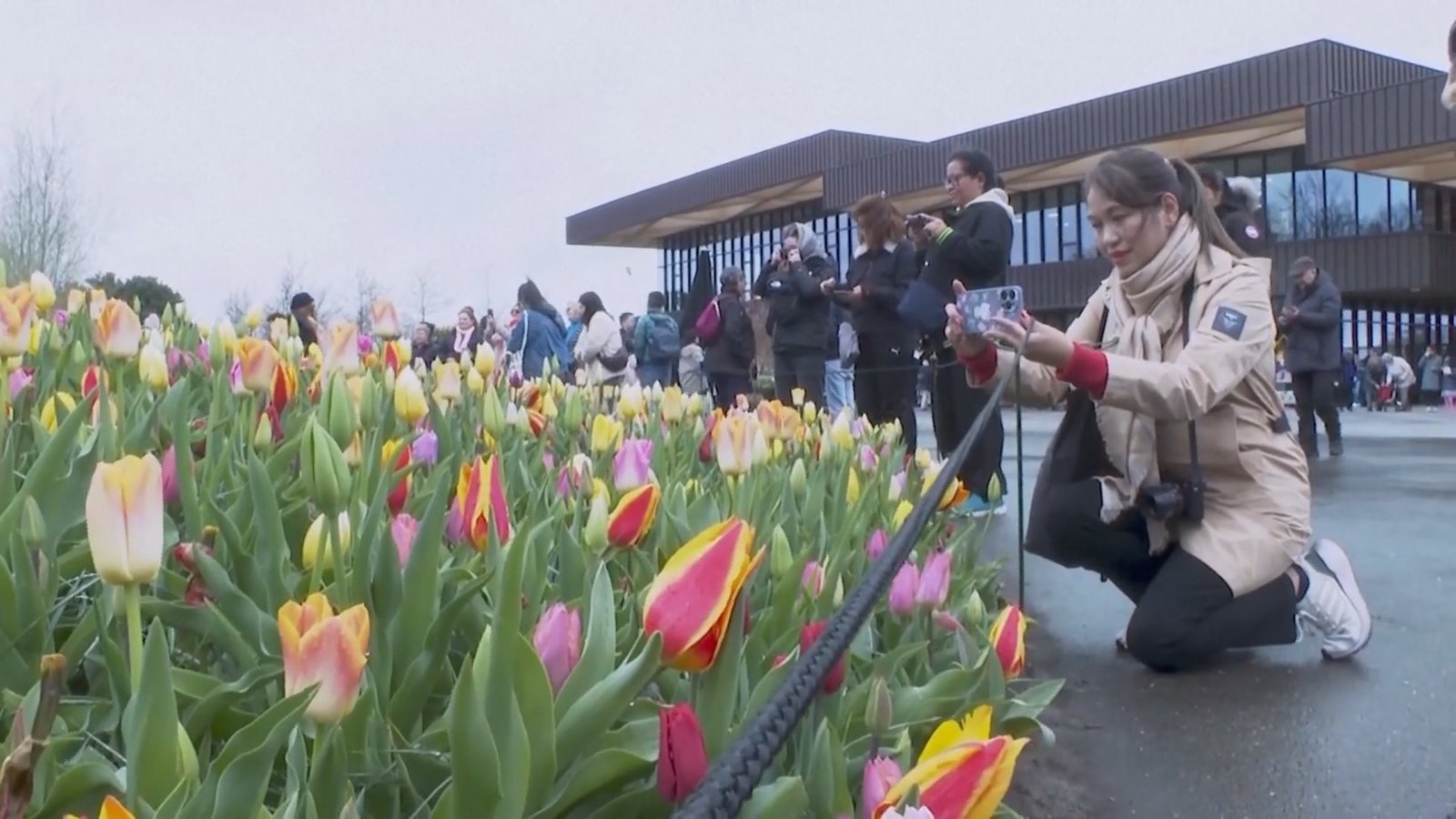 荷蘭鬱金香盛開 夢幻花海壯觀驚艷