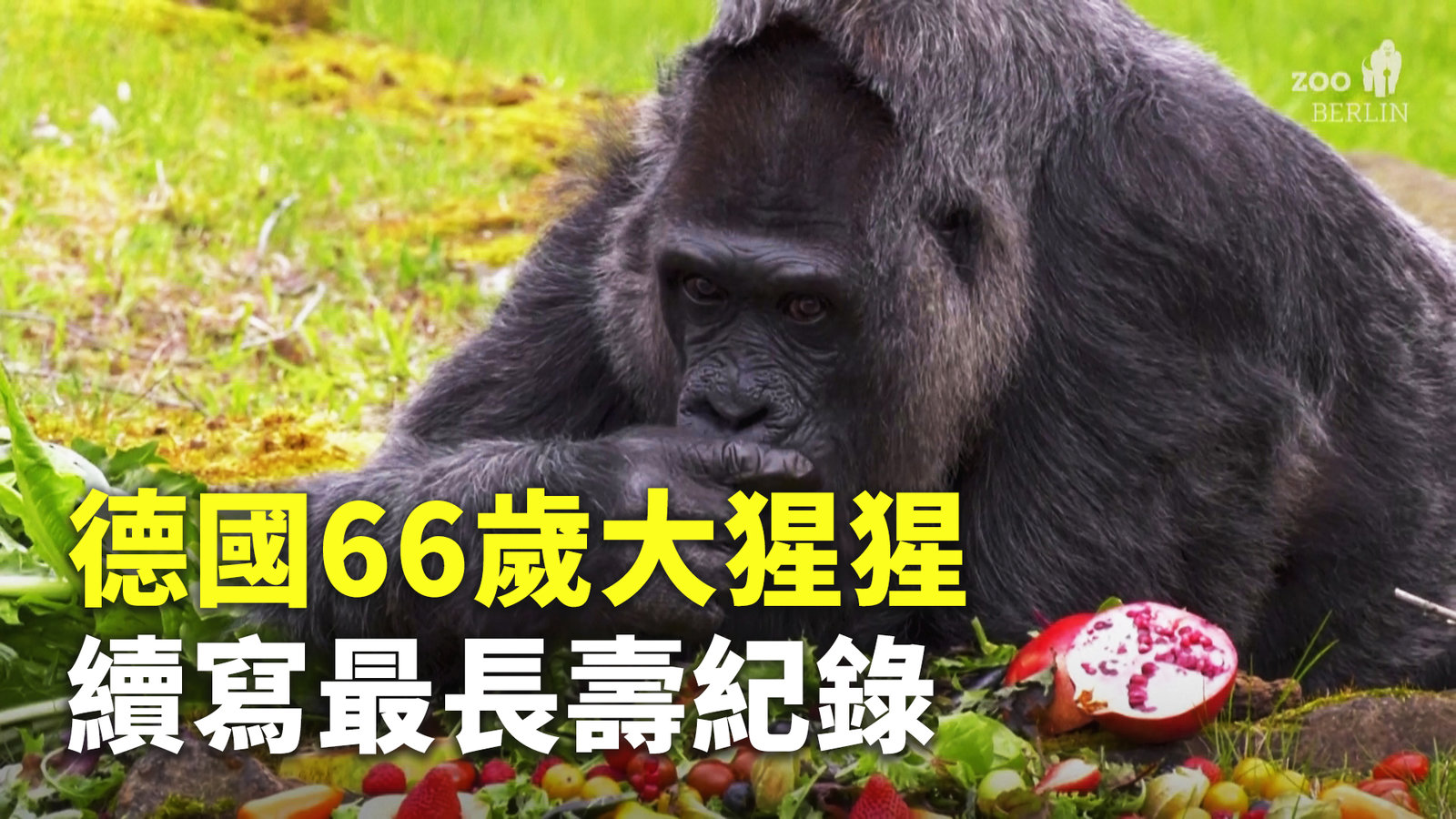 德國66歲大猩猩續寫最長壽紀錄