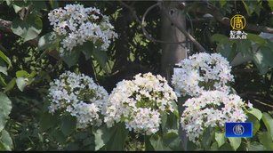 浪漫五月雪! 藤山步道桐花盛開 遊客健行賞花