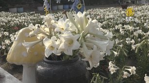 母親節來賞花 雲林四湖萬朵「鐵砲百合」綻放
