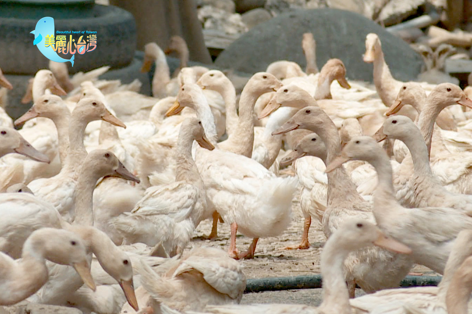 【屏東縣內埔鄉】古早味粉漿蛋餅 潘銘恩將愛傳遞出去|用心的產業|美麗心台灣(419)