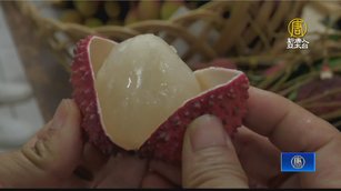 隱藏旗山的荔枝秘境 南勝社區推美荔文創再生