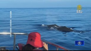 今年最大「鯨」喜！花蓮外海20隻抹香鯨出沒