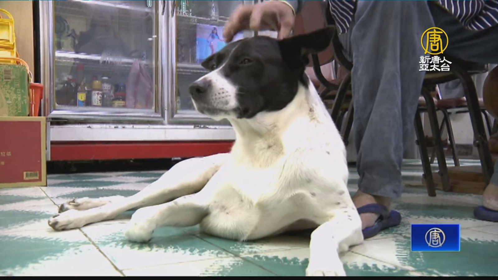 店狗「牛牛」太可愛被拐走 警循線逮賊救出牠