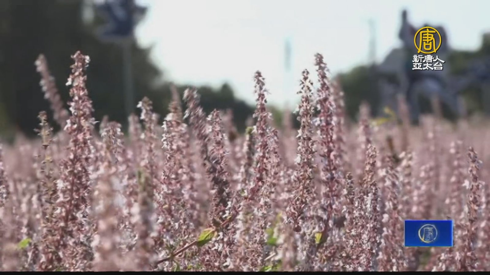 桃園仙草嘉年華25日開幕 粉紫色花海浪漫來襲