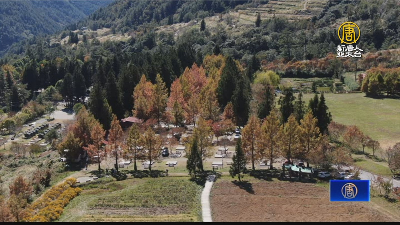 銀杏、水杉換冬裝 金黃樹海秒如置身日韓