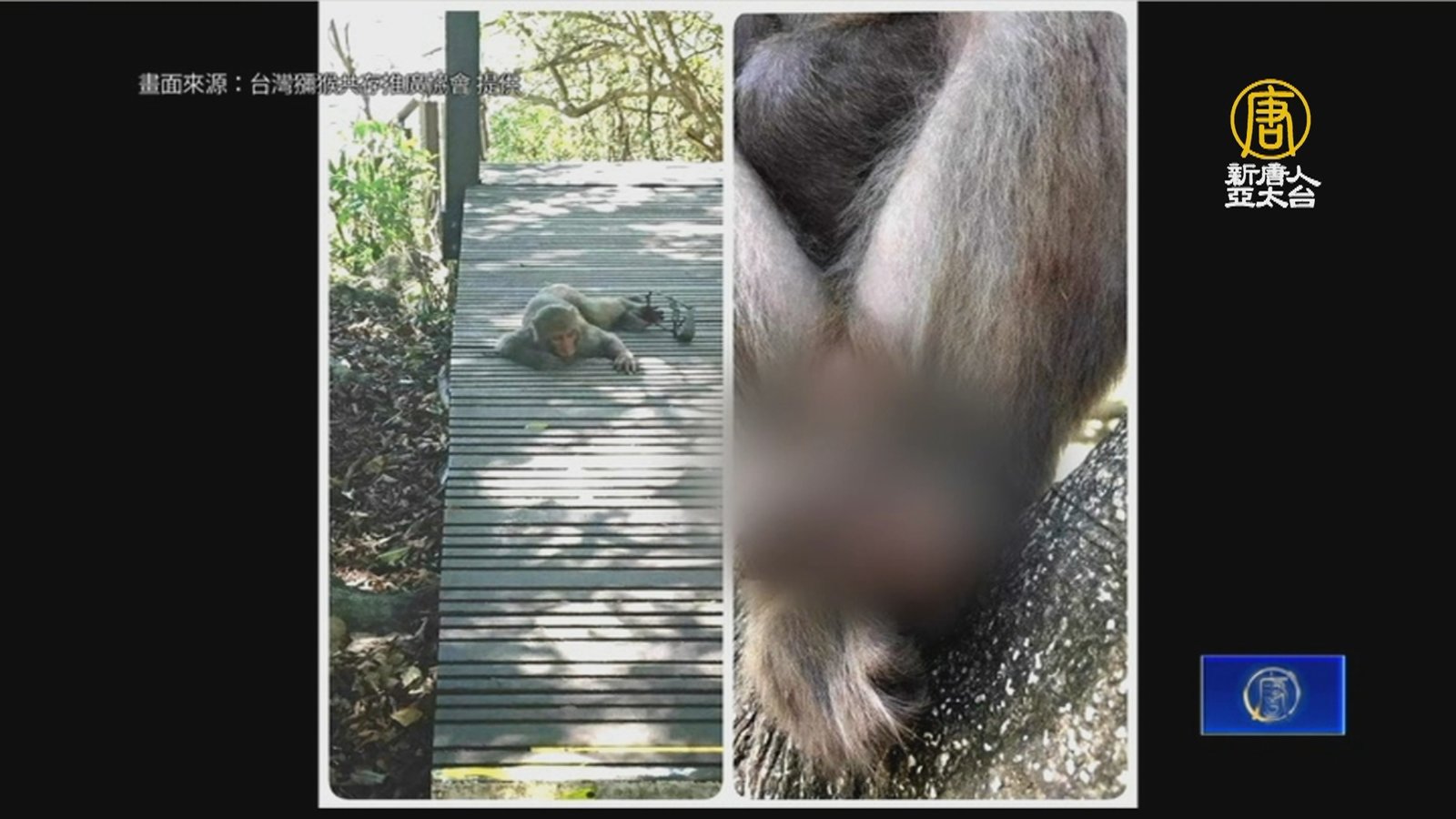 捕獸鋏氾濫危害生命 動保團體籲政府重視